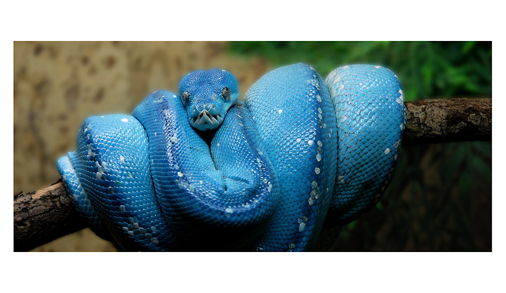 *Morelia viridis III* Schlange Foto & Bild | tiere, haustiere