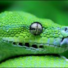 Morelia viridis - Kopfportrait