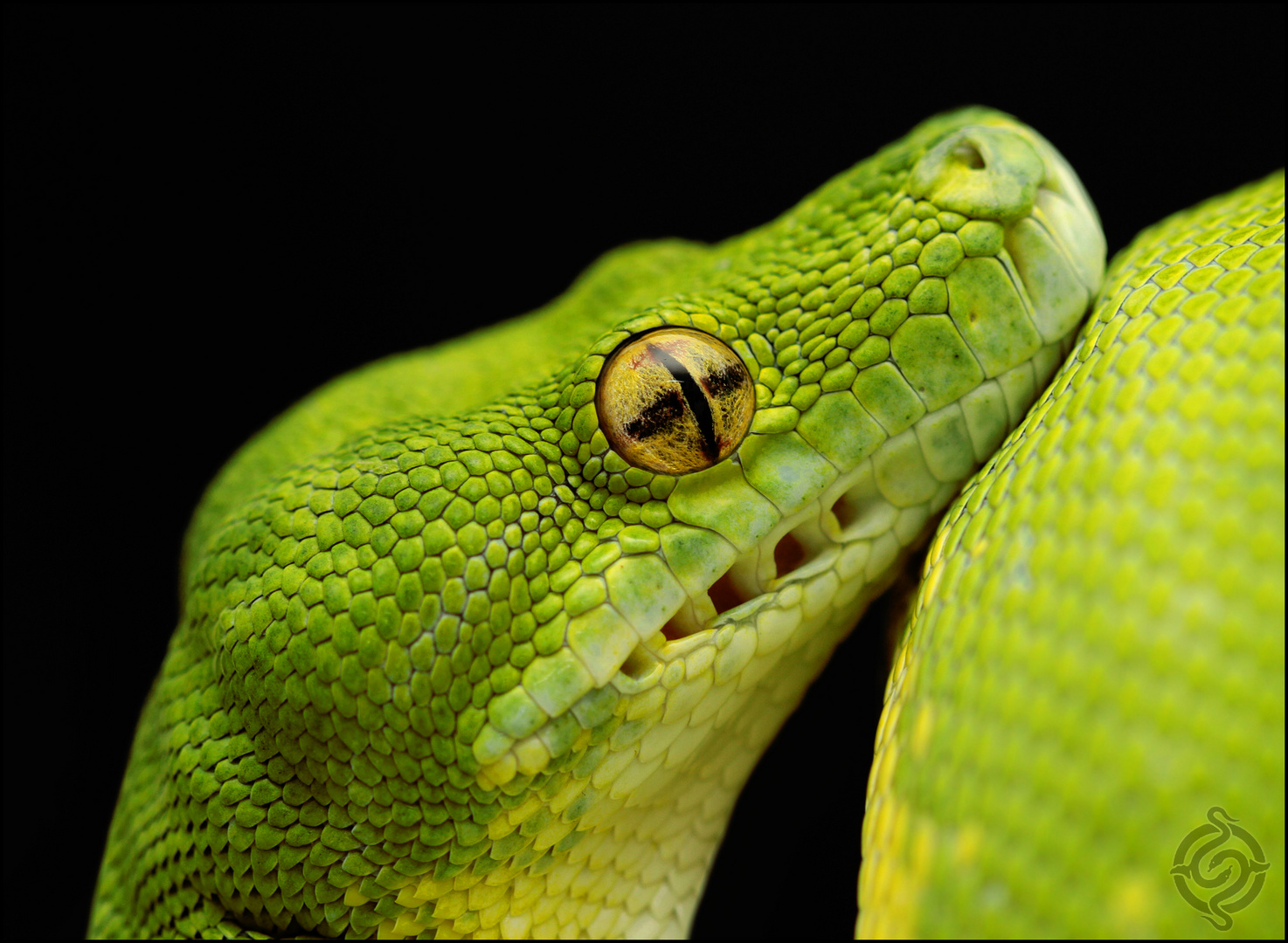 Morelia viridis - Kopfportrait II