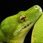 Morelia viridis - Kopfportrait II