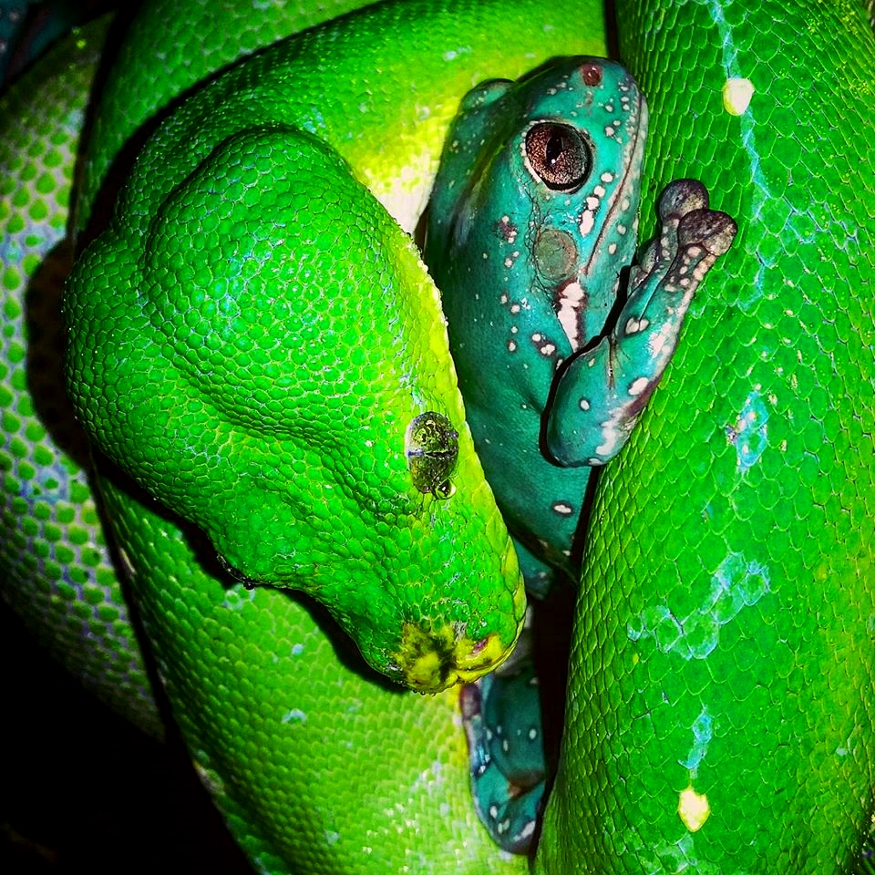 Morelia viridis & Litoria caerulea Foto & Bild natur, tiere, wildlife