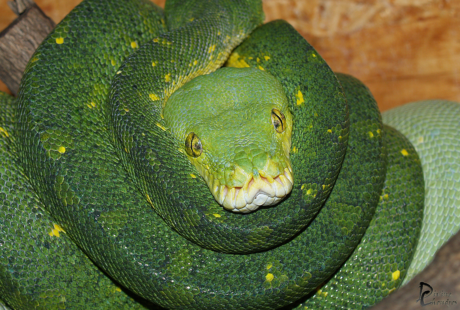 Morelia Viridis Projekt Kofena