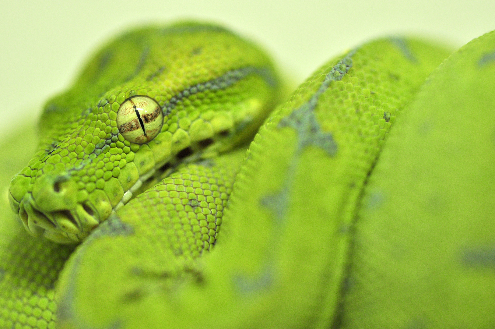 Morelia viridis, Sarmi