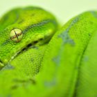 Morelia viridis, Sarmi