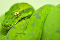 Morelia viridis, Sarmi