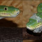 morelia viridis sorong 1.0