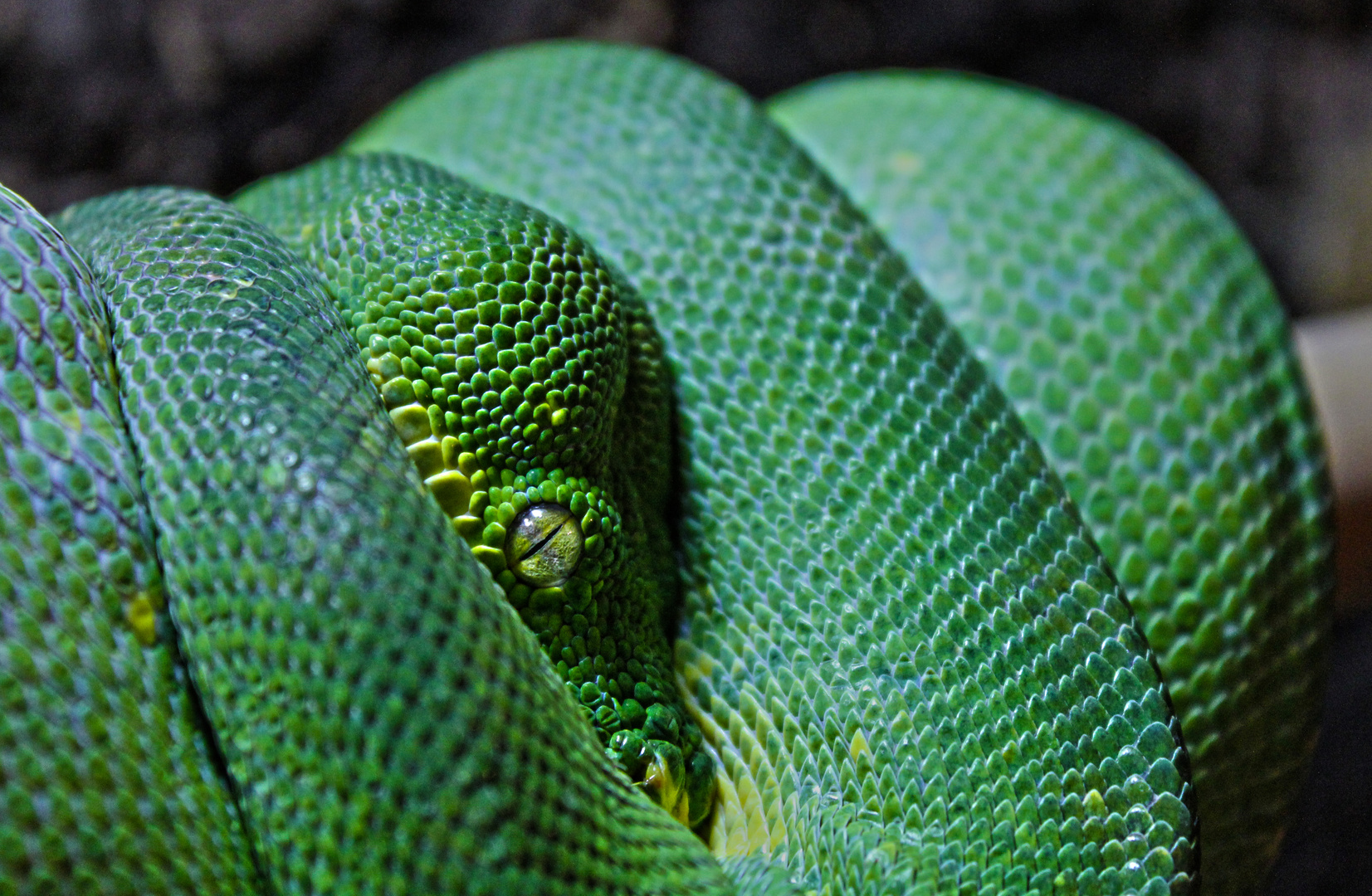 Morelia Viridis Sorong