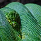 Morelia Viridis Sorong