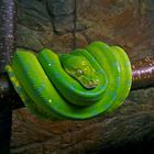 Morelia Viridis Sorong