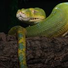 Morelia Viridis Sorong Highyellow