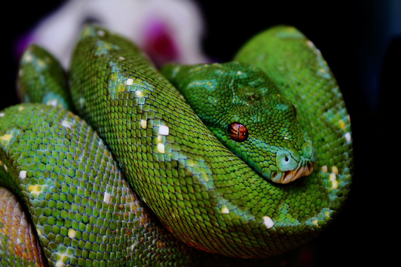 Morelia viridis sternchen