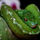 Morelia viridis sternchen