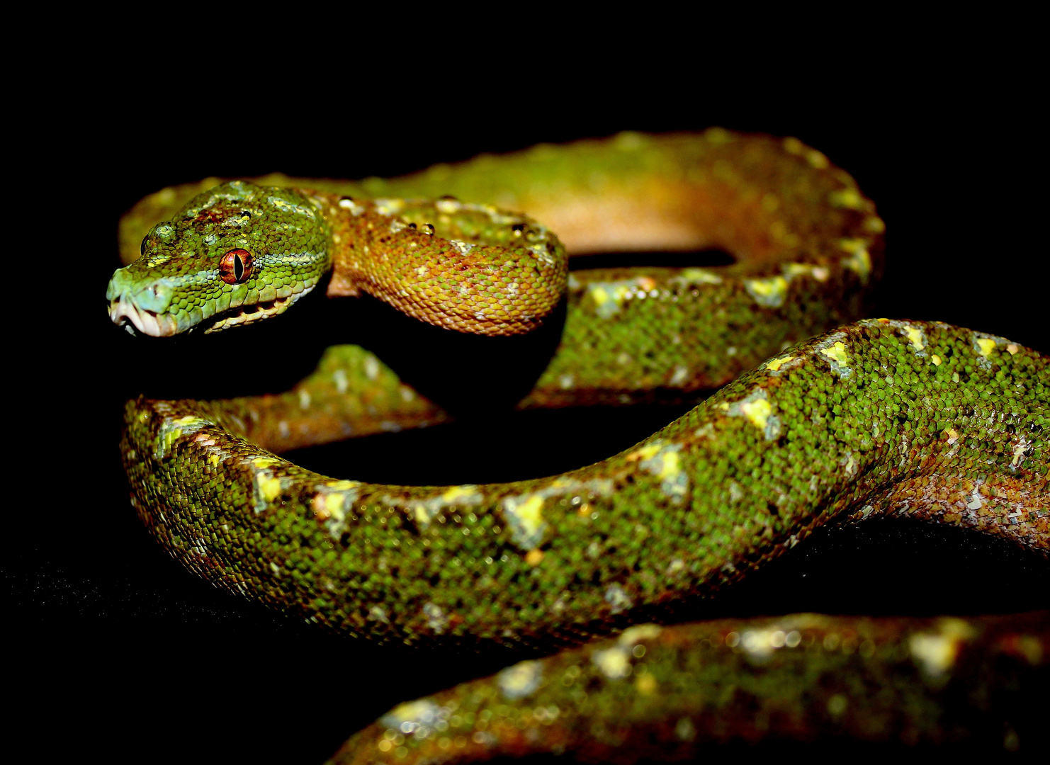 Morelia Viridis, wärend der Umfärbung Teil 2