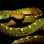 Morelia Viridis, wärend der Umfärbung Teil 2