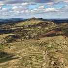 Morella