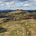 Morella