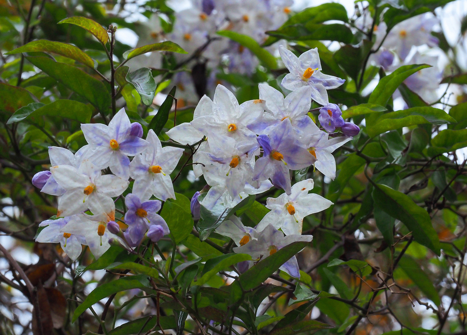 Morelle faux-jasmin bleu