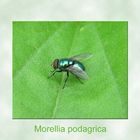 Morellia podagrica