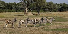 Moremi Game Reserve