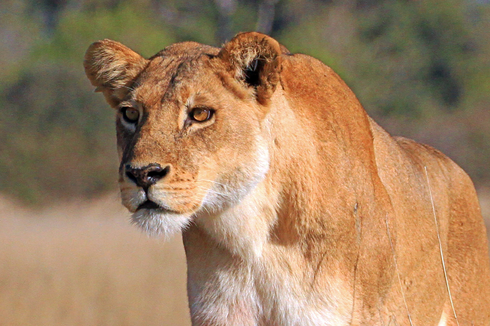 Moremi Game Reserve, Botswana