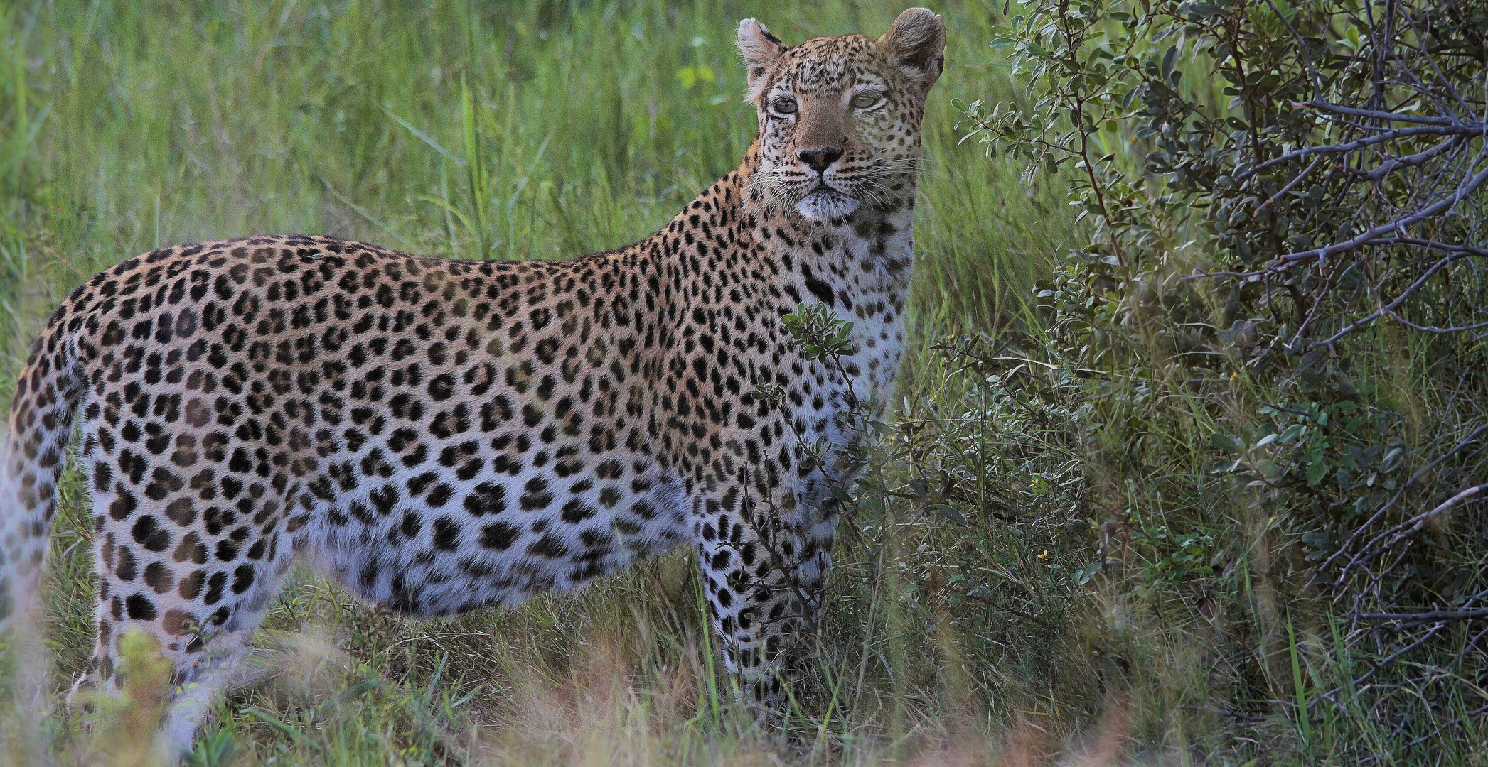 Moremi-Leopard 