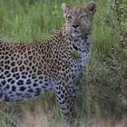 Moremi-Leopard 