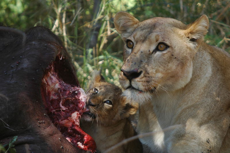 Moremi National Park, Botswana