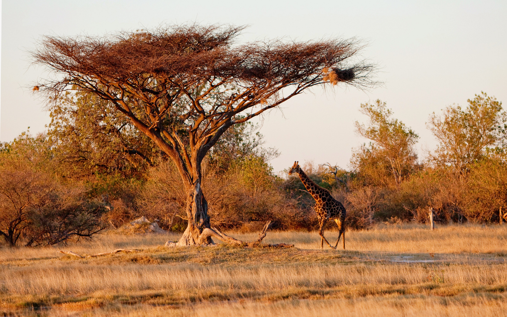 Moremi Nationalpark