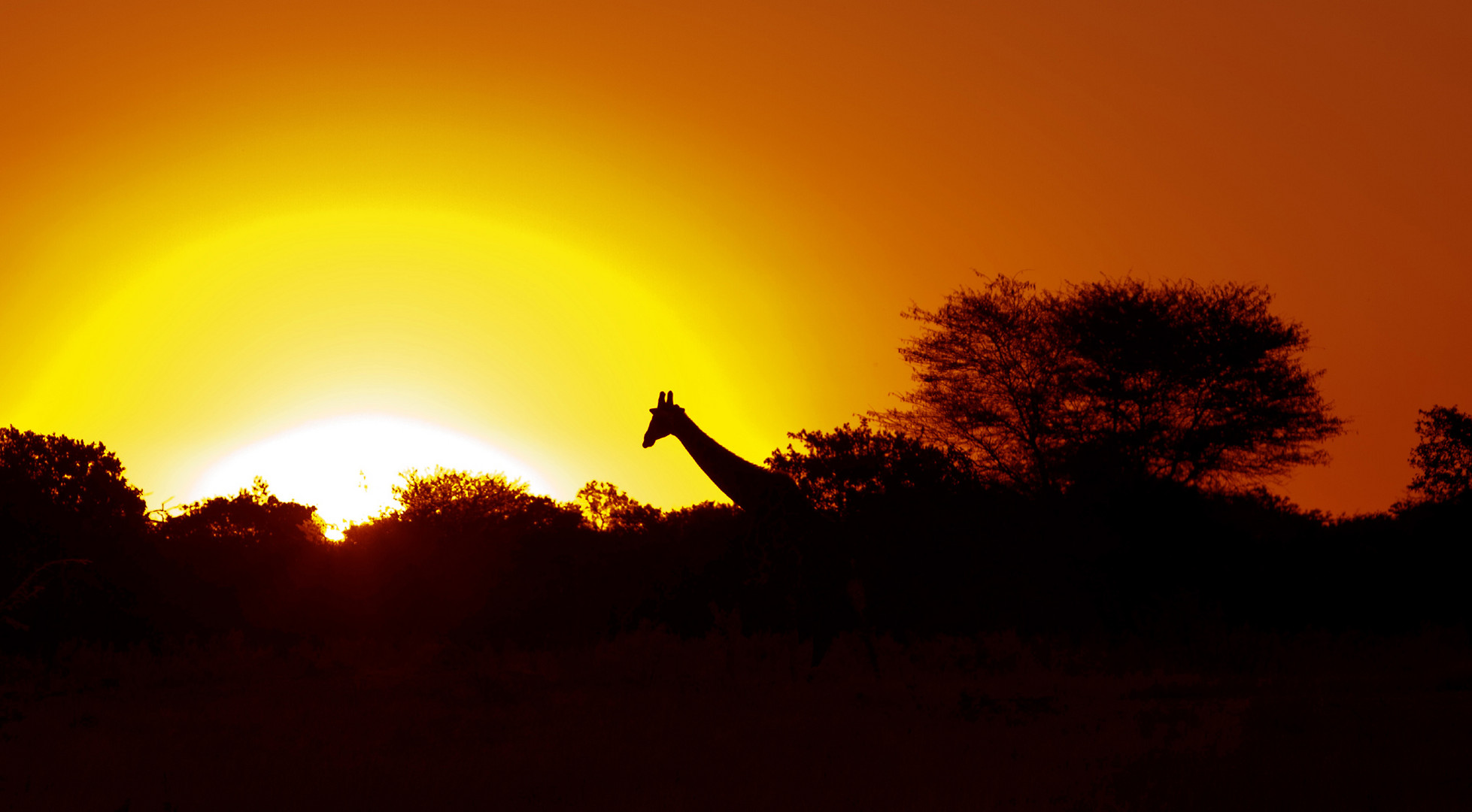 Moremi Nationalpark