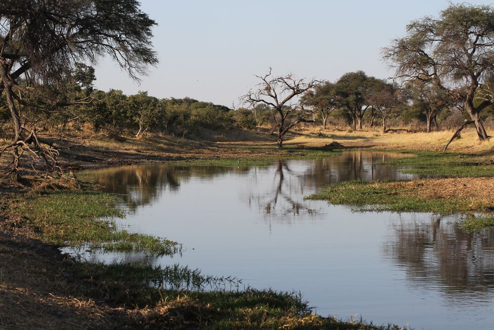 Moremi NP (2)