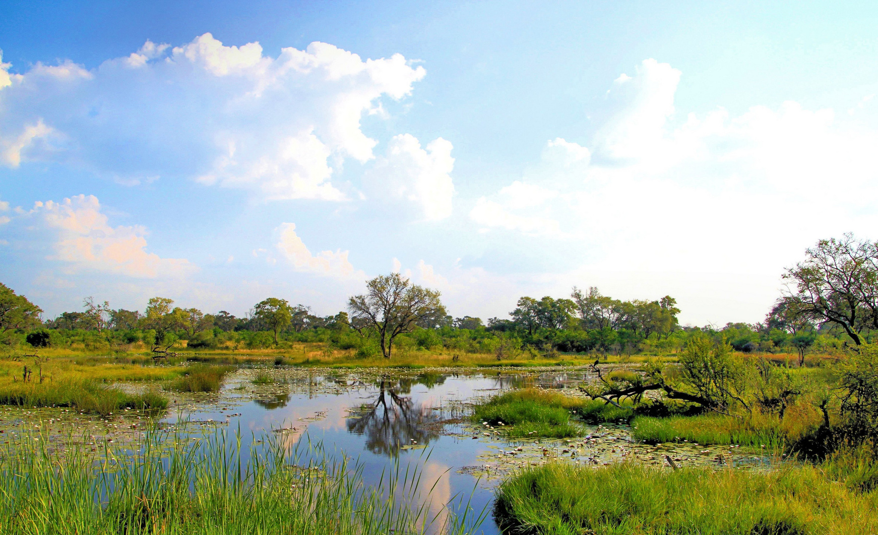 Moremi NP Khwai-River Botswana  