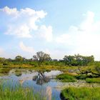 Moremi NP Khwai-River Botswana  