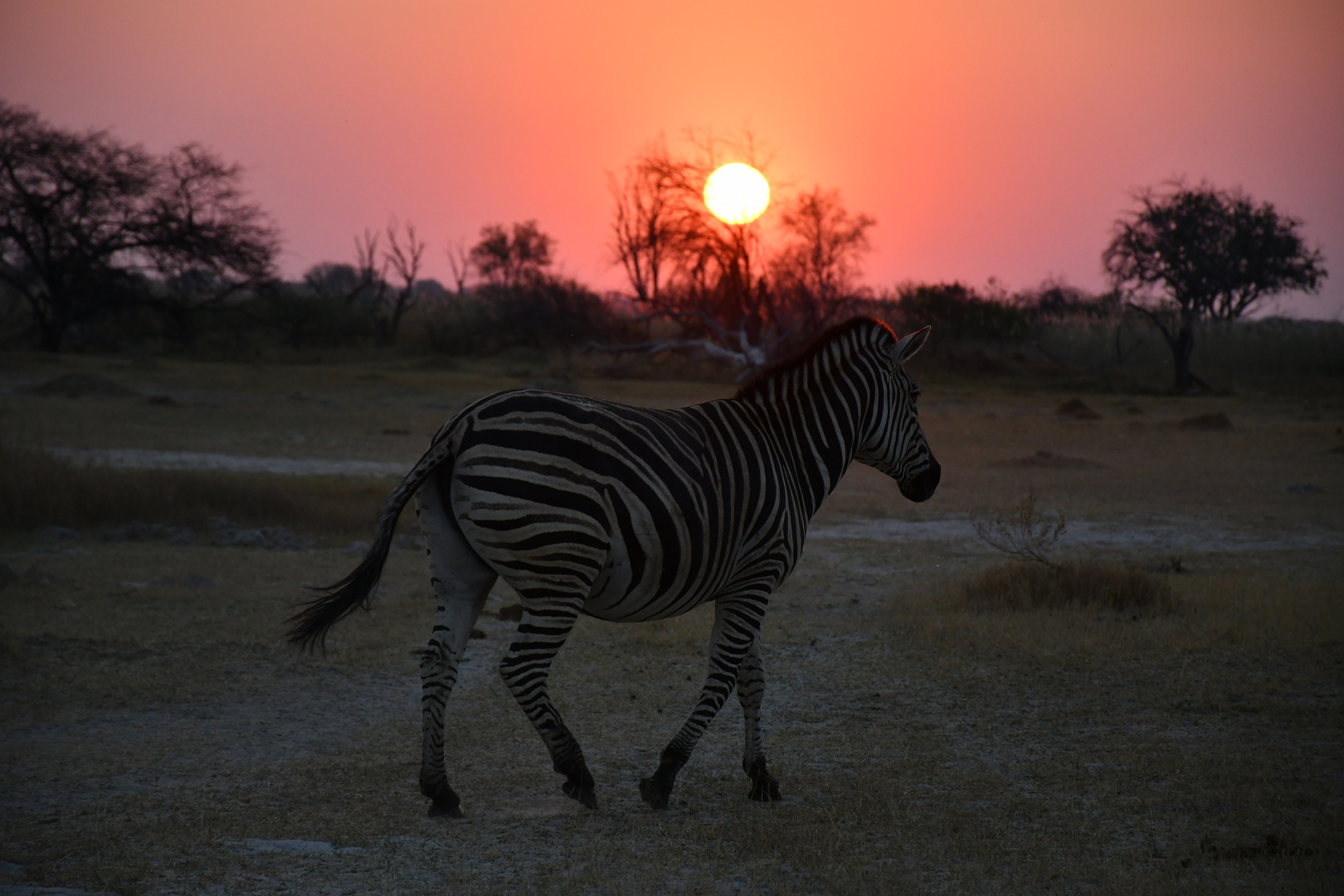 Moremi Sonnenuntergang, Botswana, Okawango 2018