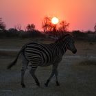 Moremi Sonnenuntergang, Botswana, Okawango 2018
