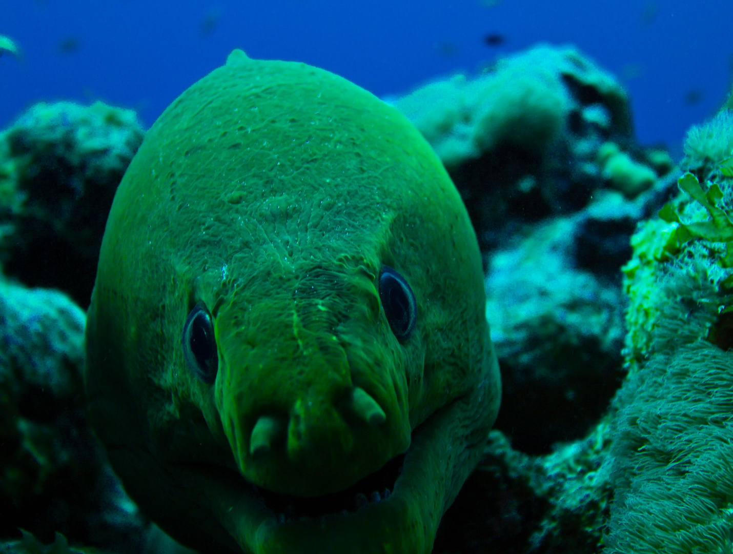 Morena, Bonaire