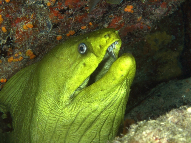 Morena, Los Roques, Venezuela