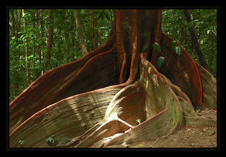 Moreton Bay Fig