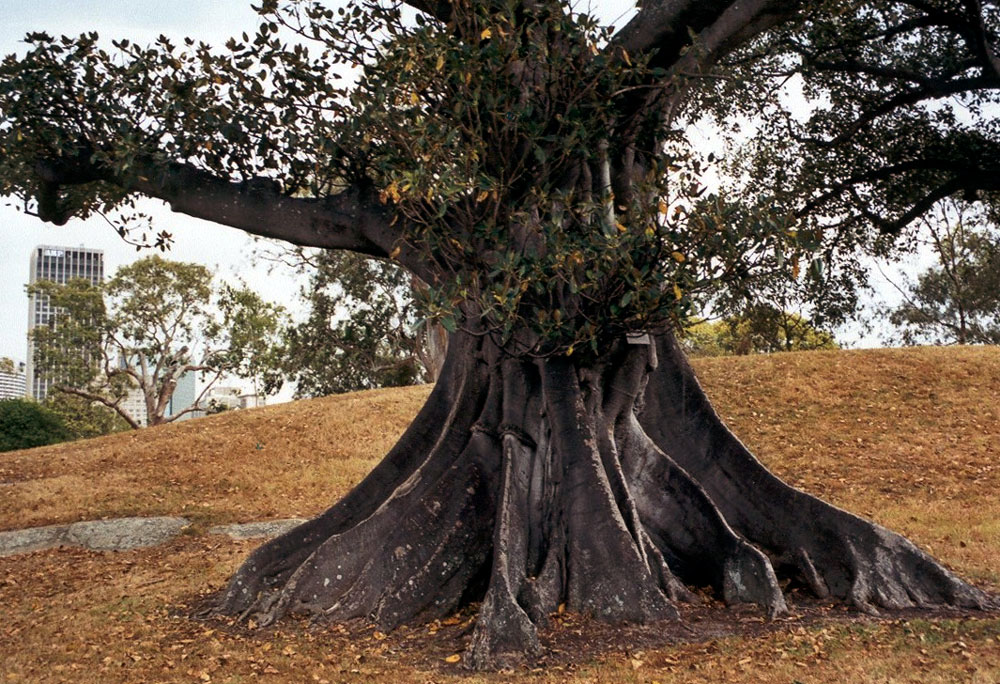 Moreton Bay Fig