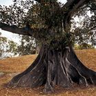 Moreton Bay Fig