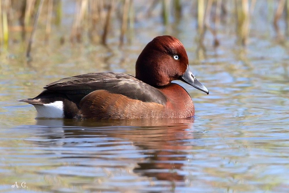 Moretta Tabaccata ( Aitya Nyroca ) Maschio