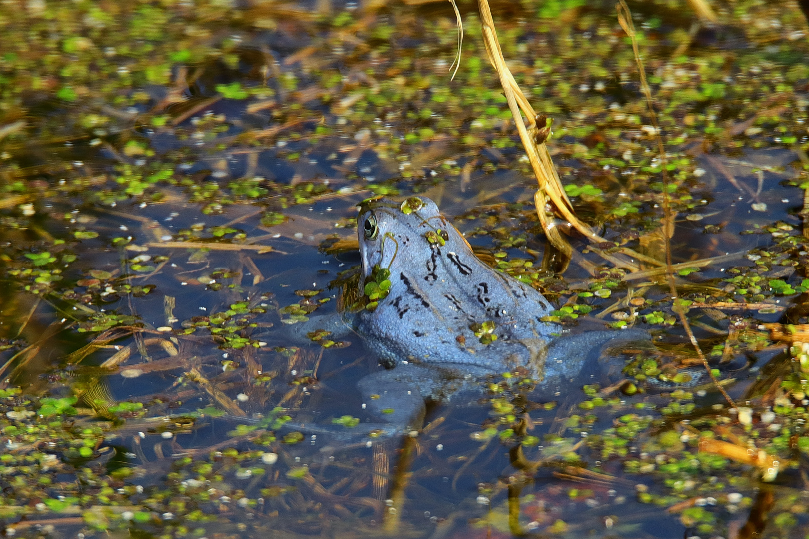 Morfrosch Männlich