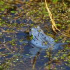 Morfrosch Männlich