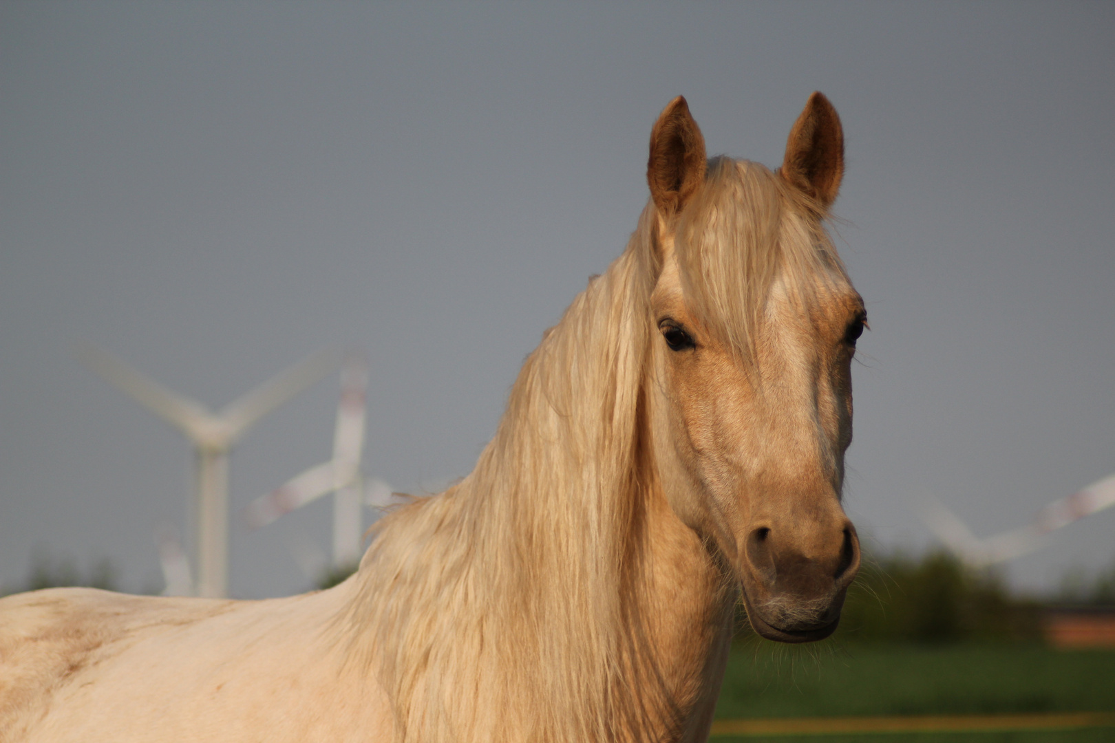 Morgan-Horse "Stardust"