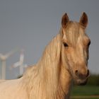 Morgan-Horse "Stardust"