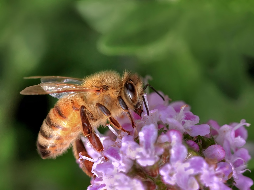 Morgen (20. Mai) ist Weltbienentag!