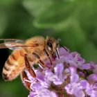 Morgen (20. Mai) ist Weltbienentag!