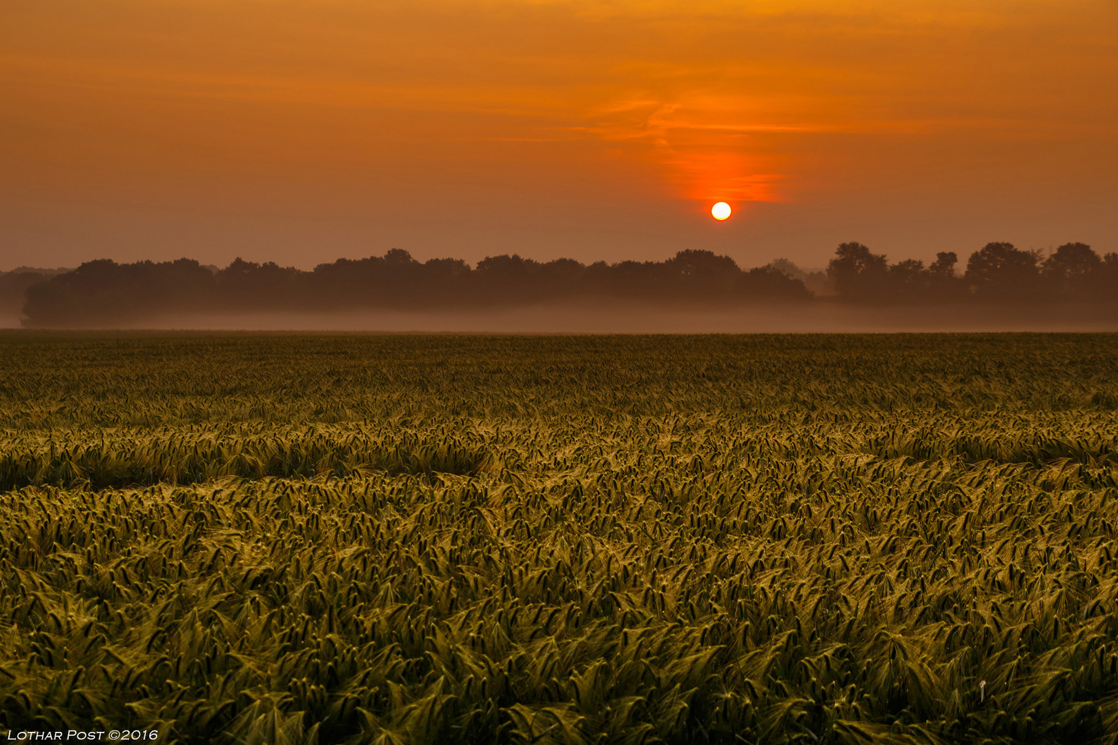 Morgen am Feld