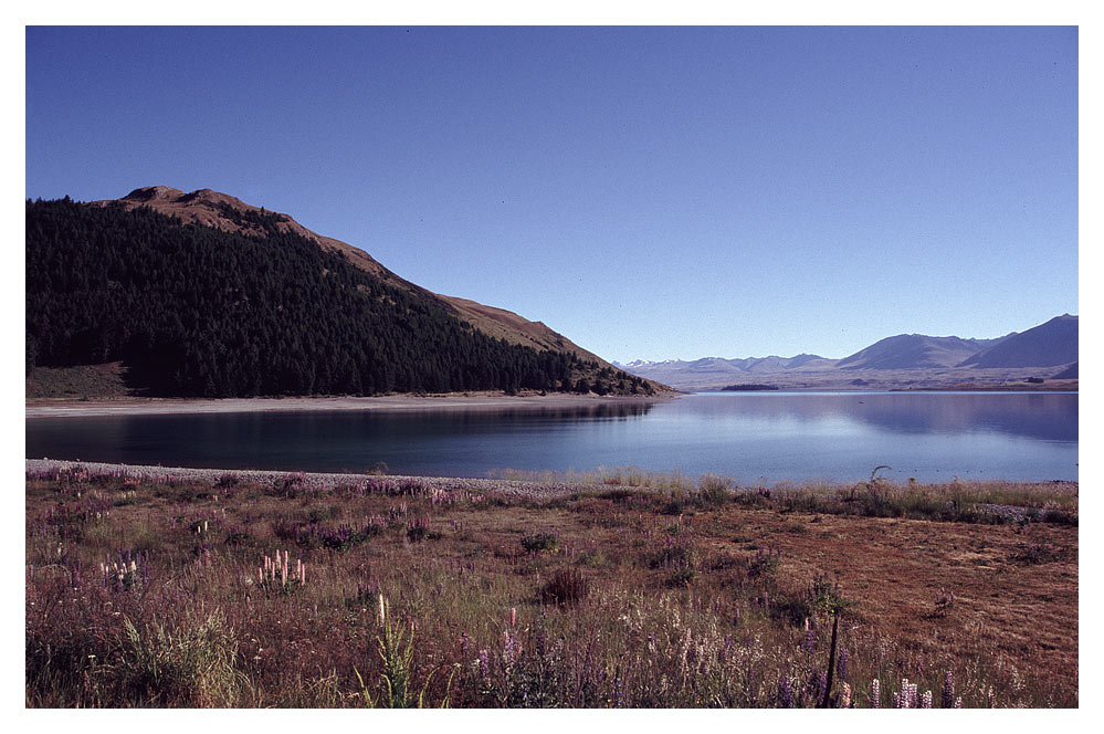 Morgen am Lake Tekapo