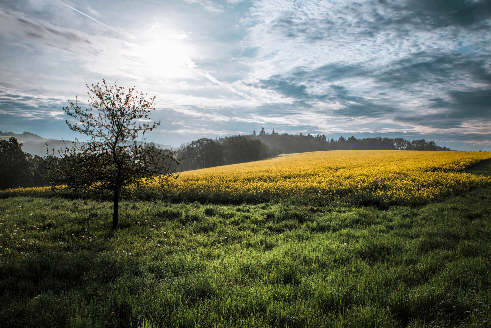 Morgen am Rapsfeld