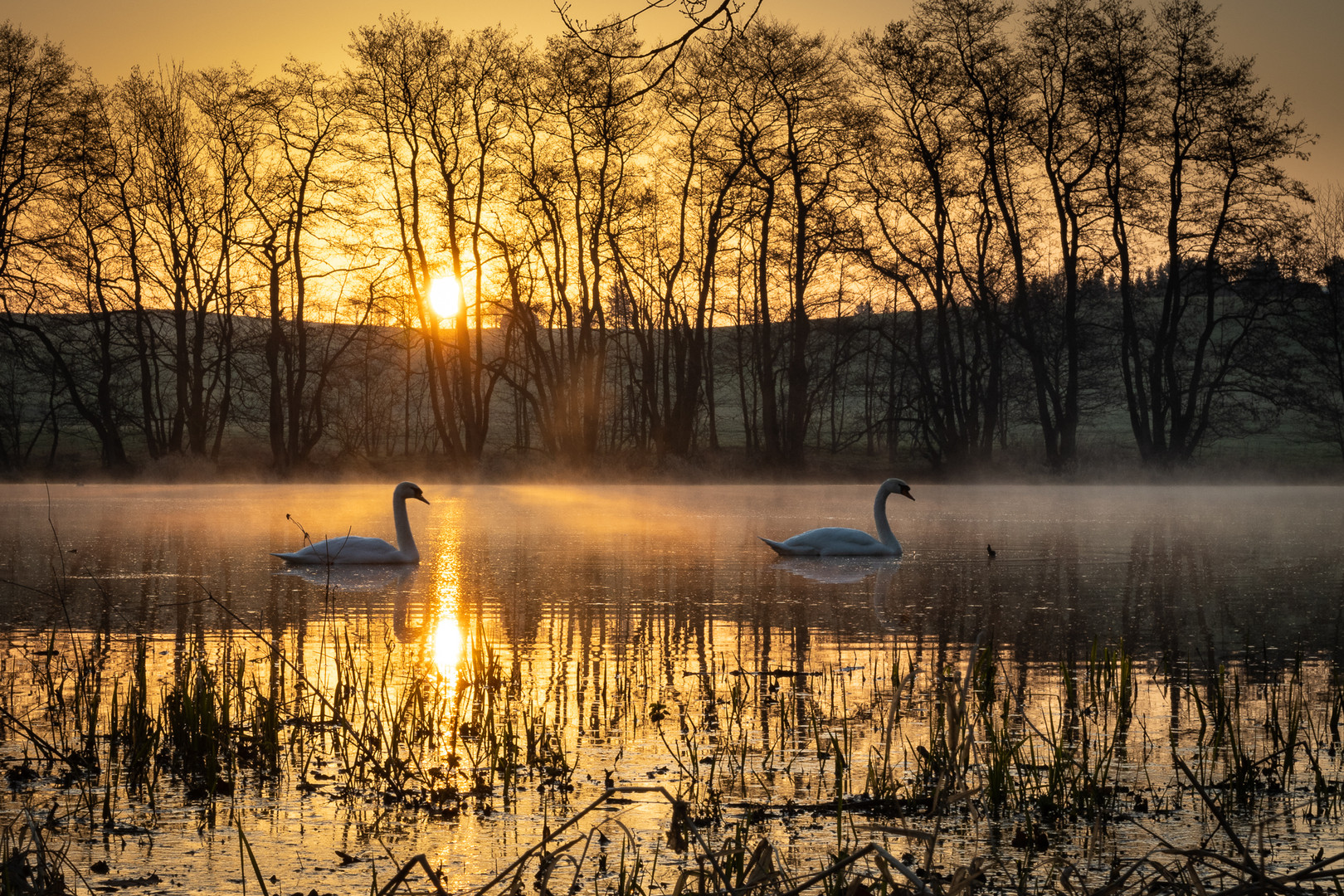 Morgen am See